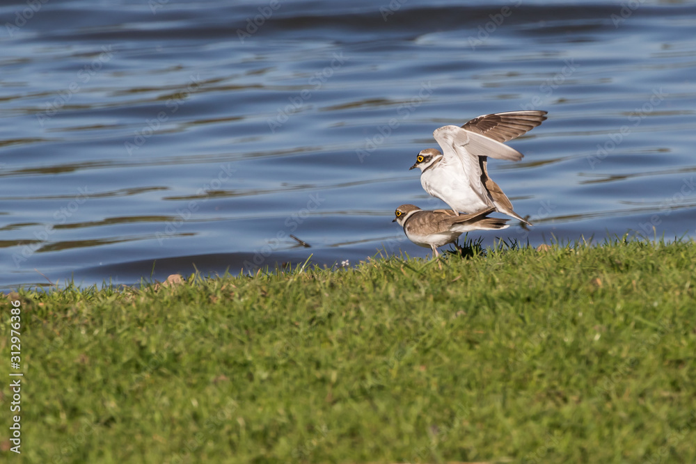 Little ringed plover (Charadrius dubius)