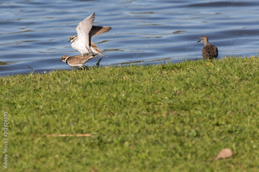Little ringed plover (Charadrius dubius)