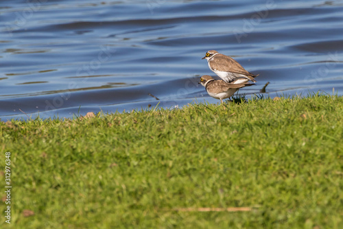 Obraz na płótnie Little ringed plover (Charadrius dubius) w salonie