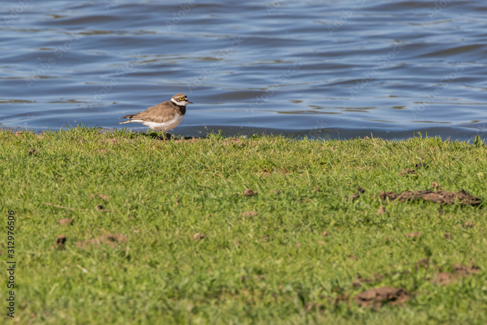 Little ringed plover (Charadrius dubius)