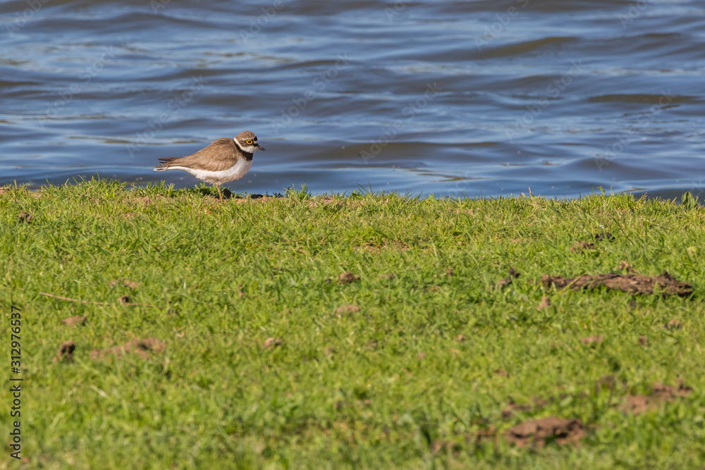 Little ringed plover (Charadrius dubius)