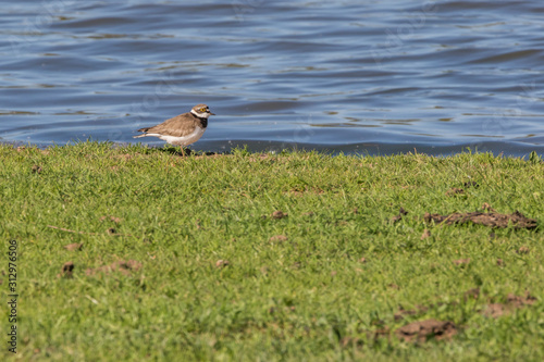 Obraz na płótnie Little ringed plover (Charadrius dubius) w salonie