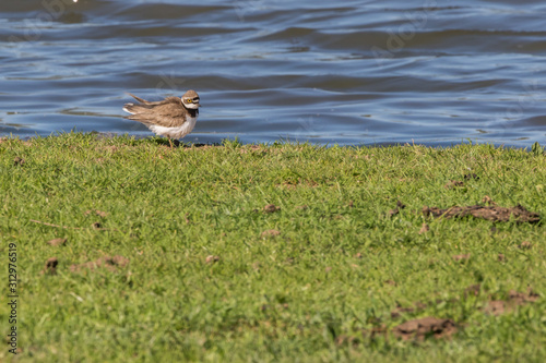 Obraz na płótnie Little ringed plover (Charadrius dubius) w salonie
