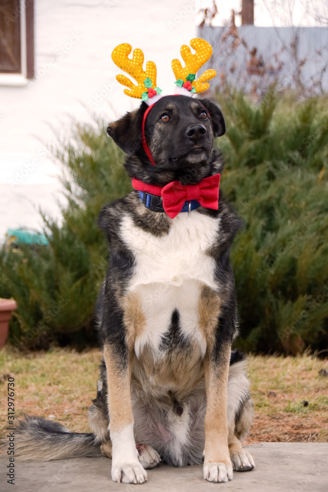 Obraz premium dog with deer horns and a red butterfly on the neck
