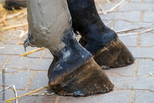 Cuadro en lienzo Closeup of a horse's hind leg with gray alumina clay paste applied as medical treatment against tendinitis (tendon inflammation) after injury