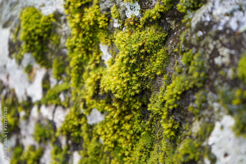 Moss on rock Yosemite Moss on rock Yosemite