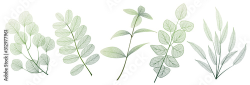 Set leaves on white. Leaf veins.  Vector illustration. EPS 10.
