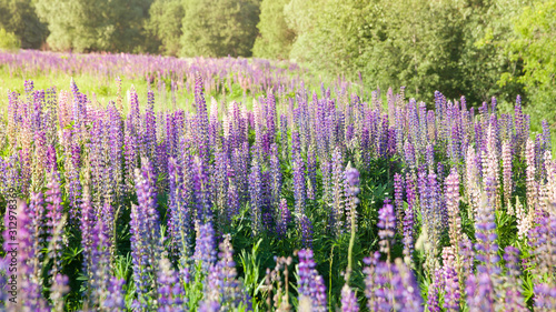Blooming lupine flowers. A field of lupines. Violet and pink lupin in meadow. Colorful bunch of lupines summer flower background or greeting card.