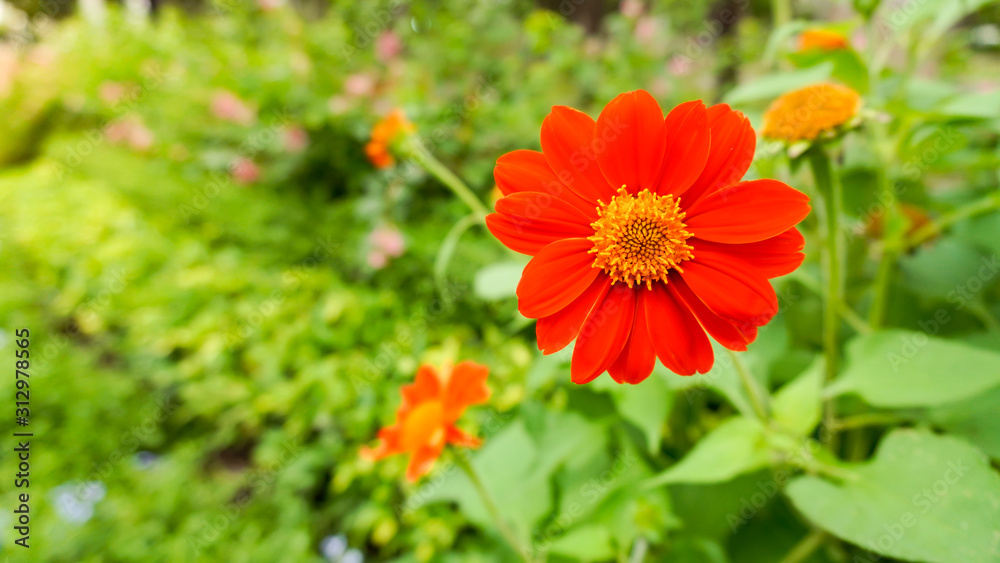 Beautiful background with a red flower and green plants in the park. Beautiful background with a red flower and green plants in the park.