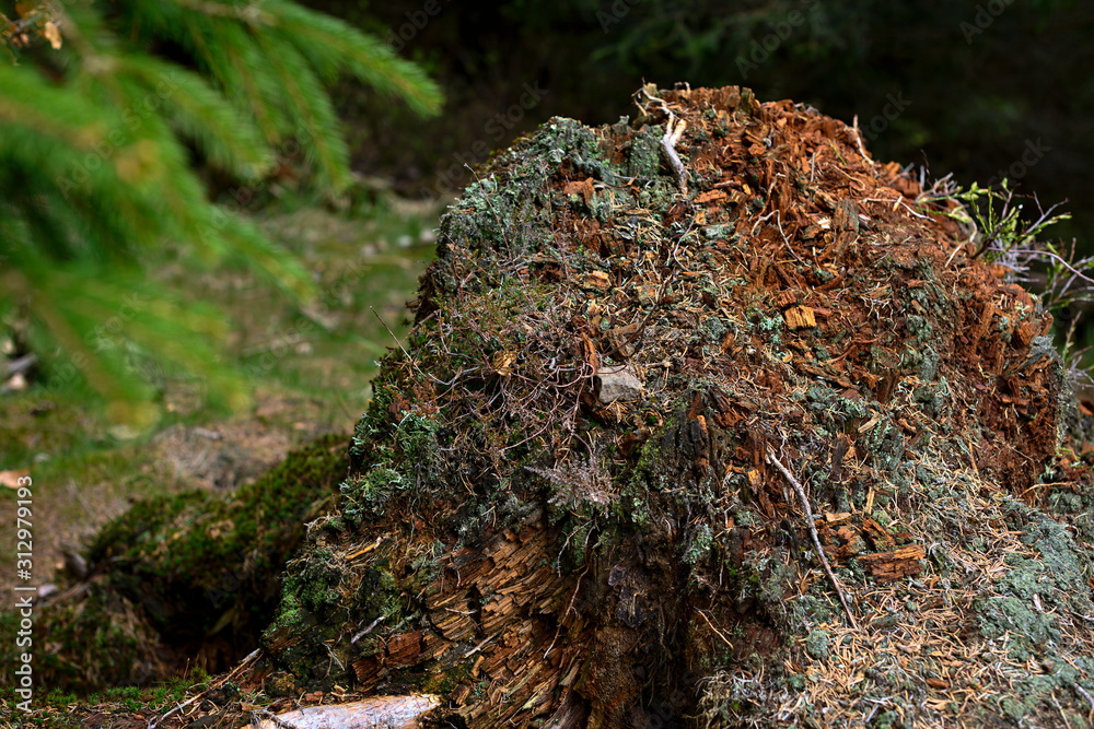 Moss on rotten tree trunk