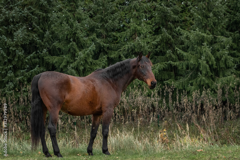 Bay latvian breed horse stands in the field near dark trees.