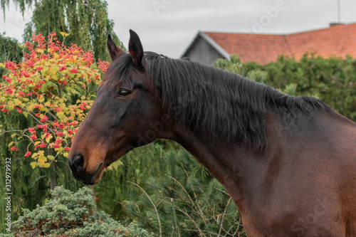 Bay latvian breed horse outside. Animal portrait. © aurency
