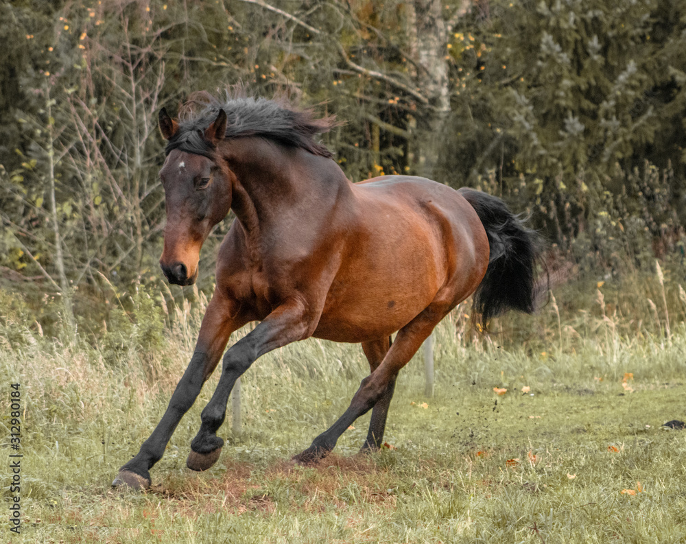 Fototapeta premium Bay latvian warmblood breed horse runs in the field