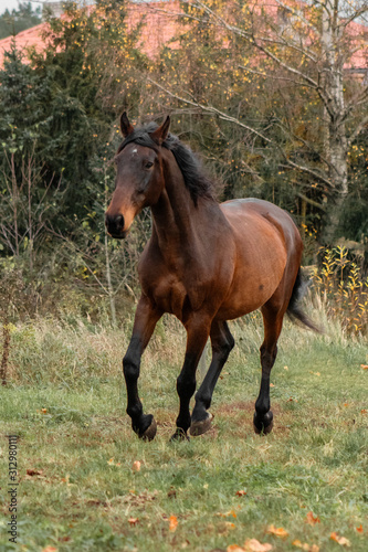 Fototapeta Naklejka Na Ścianę i Meble -  Bay latvian warmblood breed horse runs in the field