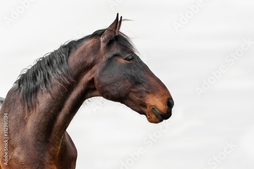 Bay latvian warmblood breed horse against cloudy white natural sky. Animal portrait.