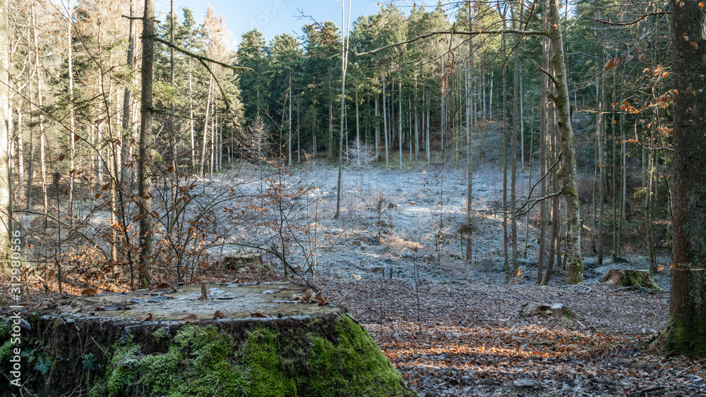 Waldlichtung wegen Rodung