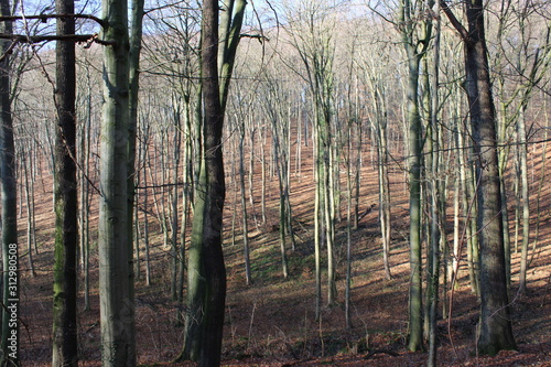 Blick in einen Wald voller Buchen im Winter
