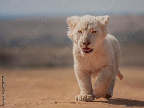 Foto Little Nala