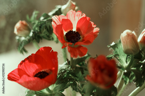  Bouquet of flowers anemones  red poppies on a windowsill in a glass vase. Macro. Big plan.