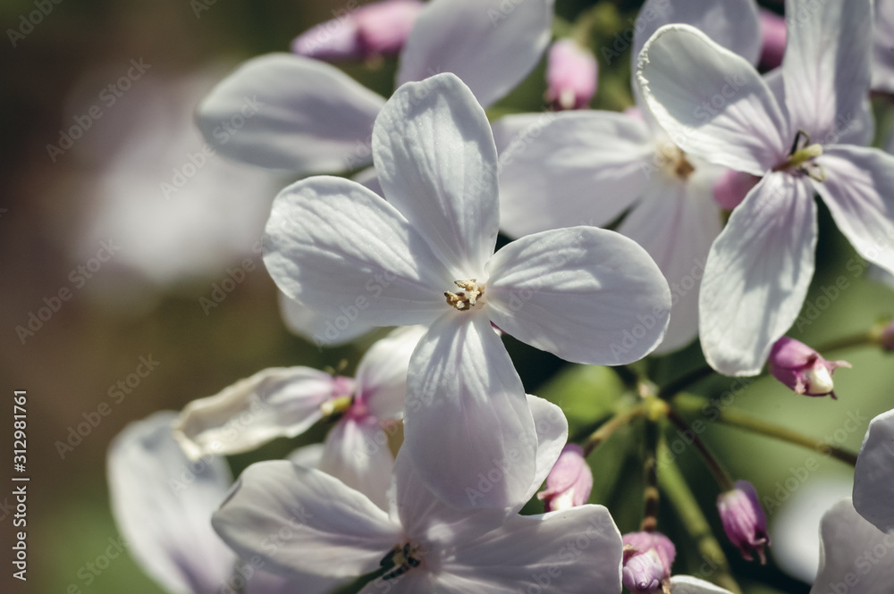 Close up on a Lunaria rediviva commonly known as perennial honesty hairy stemmed perennial herb Close up on a Lunaria rediviva commonly known as perennial honesty hairy stemmed perennial herb