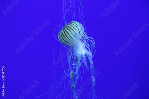 green jellyfish on blue background