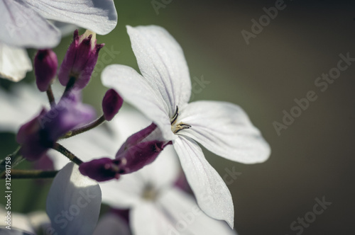 Close up on a Lunaria rediviva commonly known as perennial honesty hairy stemmed perennial herb