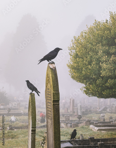 Εκτύπωση καμβά crows on gravestones