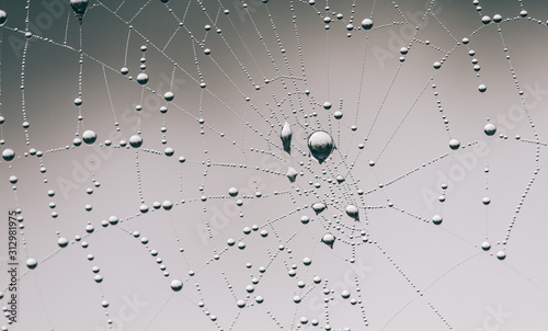 spider web with water droplets 
