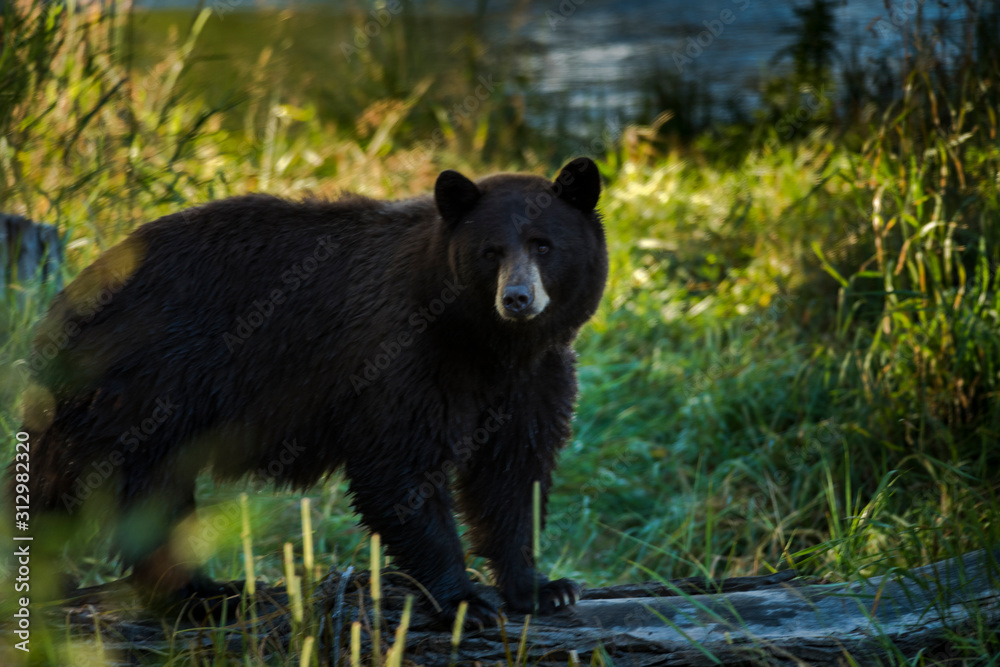 mama Colorado black bear hunts along the riverbank mama Colorado black bear hunts along the riverbank