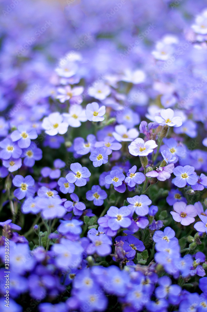 Nemophila. Spring blue flowers. Flower texture. Soft focus.