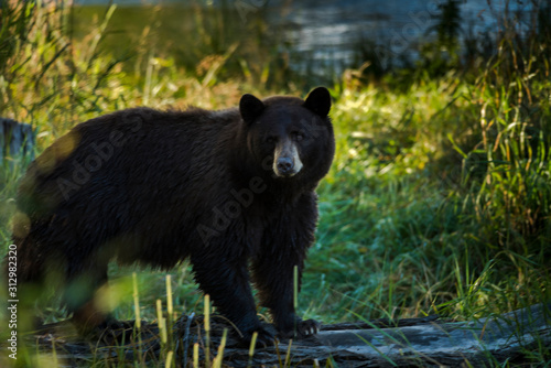 mama Colorado black bear hunts along the riverbank