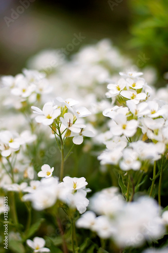 Little white spring flowers in the field on a beautiful background. Soft focus. Floral texture.
