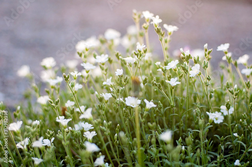Little white spring flowers in the field on a beautiful background. Soft focus. Floral texture.