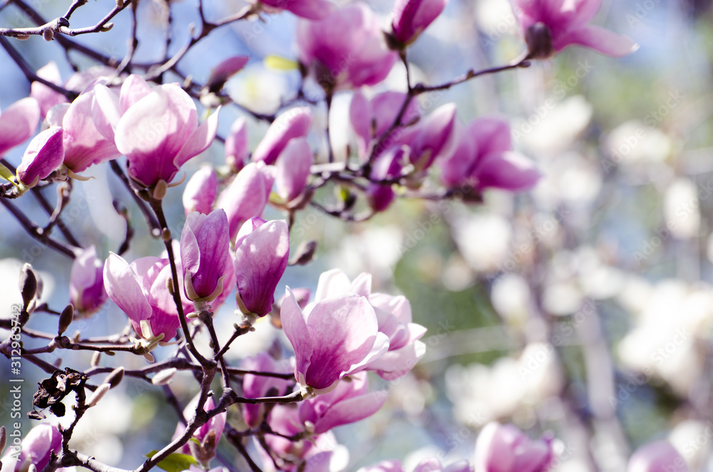 Beautiful magnolia tree blossoms in springtime. Bright magnolia flower against blue sky. Romantic floral backdrop Beautiful magnolia tree blossoms in springtime. Bright magnolia flower against blue sky. Romantic floral backdrop