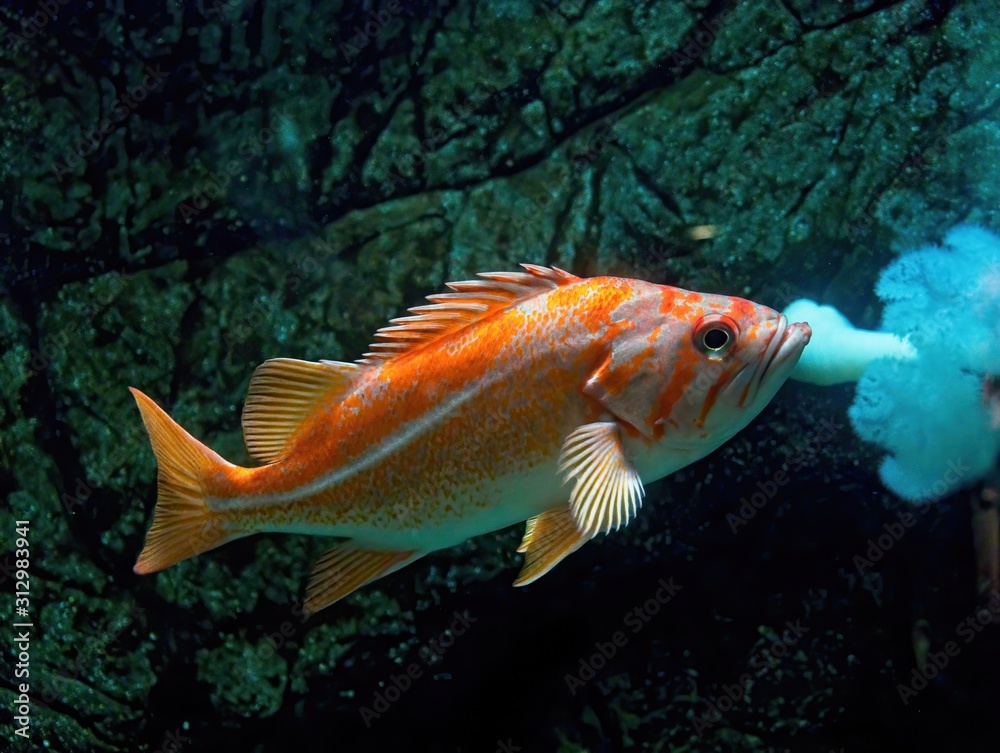 Naklejka premium Common goldfish