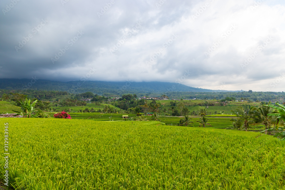 Jatiluwih Rice Terrace on a cloudy day. A UNESCO Heritage Site in Bali, Indonesia.