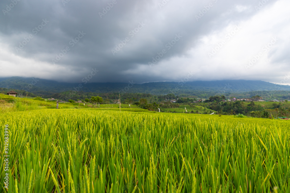 Jatiluwih Rice Terrace on a cloudy day. A UNESCO Heritage Site in Bali, Indonesia.