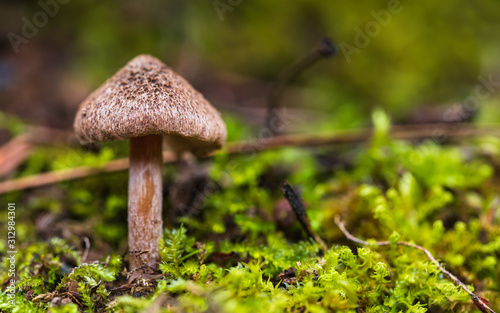 Mushroom in the forest. Close-up photo of mushrooms with greens in blurry bac...