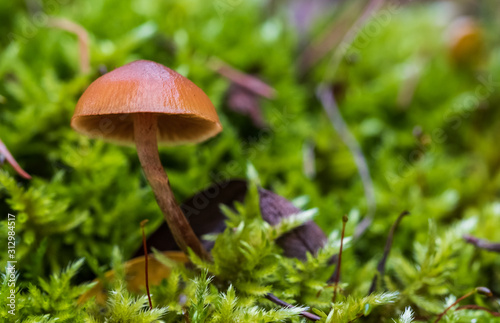 Mushroom in the forest. Close-up photo of mushrooms with greens in blurry bac...