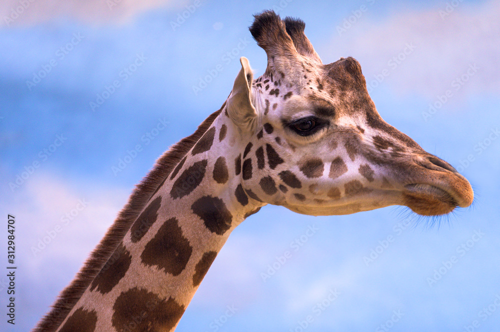 Closeup on a giraffe's face and neck on a leisurly afternoon
