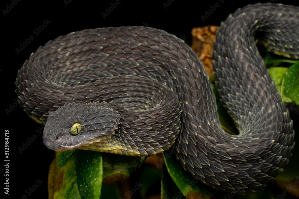 Bush Viper (Atheris squamigera) snake - rare black variation Stock Photo