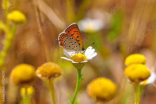 Closeup beautiful butterflies sitting on the flower.
