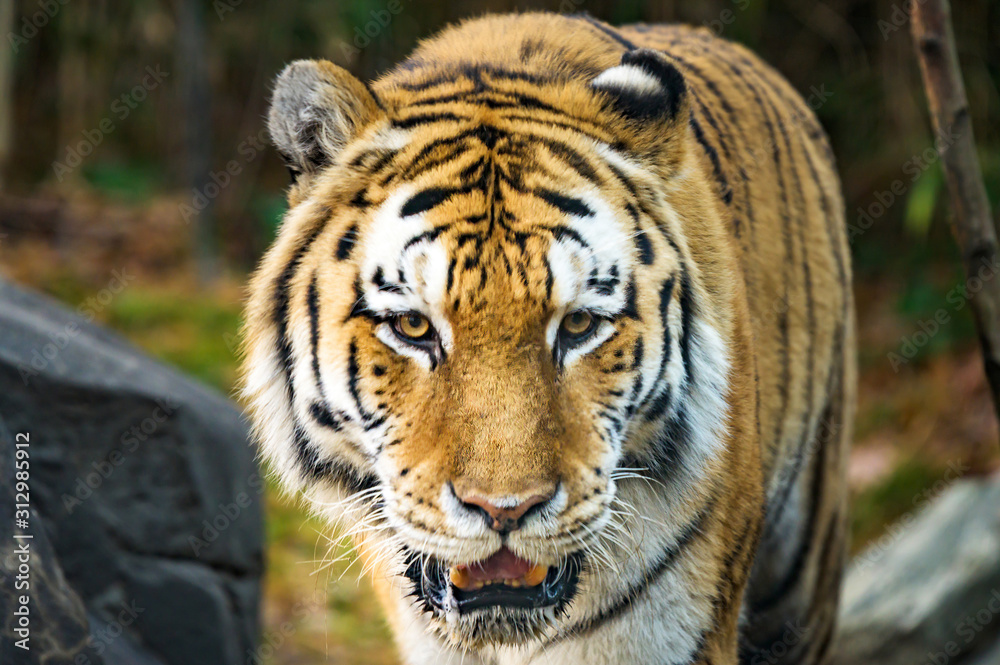 A majestic Royal Bengal Tiger, in its natural habitat A majestic Royal Bengal Tiger, in its natural habitat