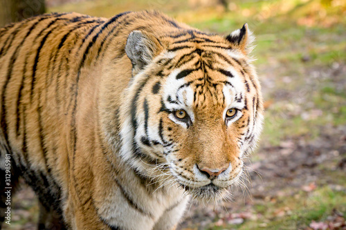 A majestic Royal Bengal Tiger  in its natural habitat