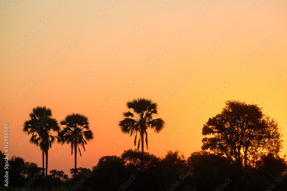 Sunset over palm trees, Macatoo, Okavango Delta, Botswana Sunset over palm trees, Macatoo, Okavango Delta, Botswana