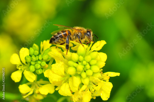 Beautiful Bee macro in green nature - Stock Image