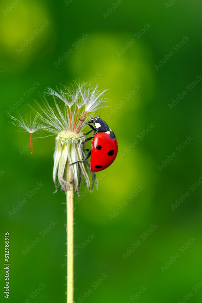 Fototapeta premium Beautiful Ladybug on dandelion defocused background