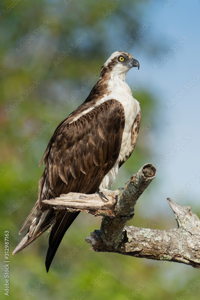 Majestic Osprey perched on tree branch Majestic Osprey perched on tree branch