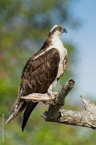 Majestic Osprey perched on tree branch