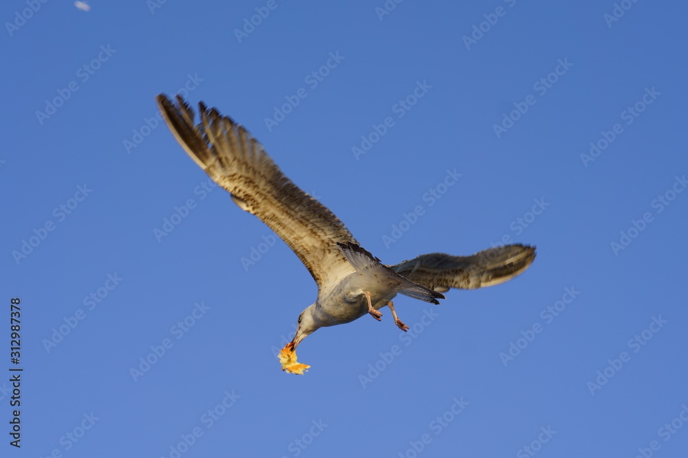 Obraz premium Flying Seagull with bread